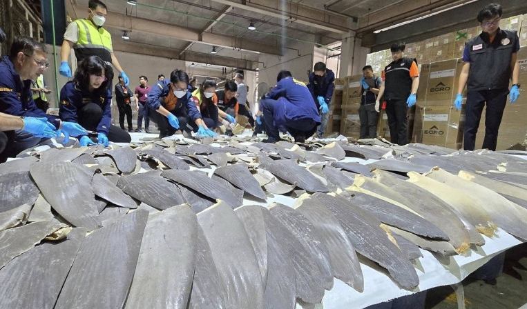 400 Sirip Hiu Rp994 Miliar Disita dalam Operasi Penyelundupan Thailand-China